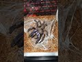 Chilobrachys sp electric blue feeding (thailand electric blue tarantula) #spider #pets #tarantula