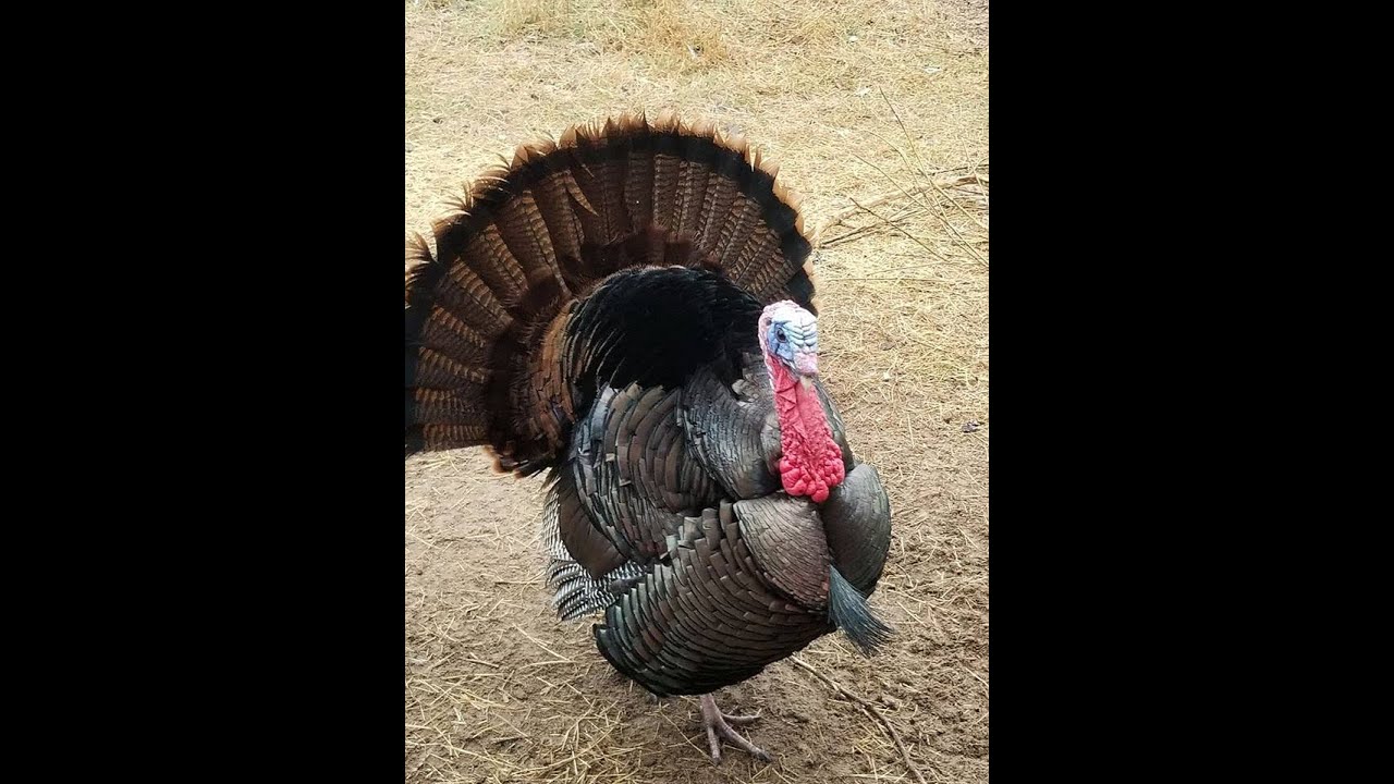 Feeding breeder rabbits, turkeys and chickens in 20 min YouTube