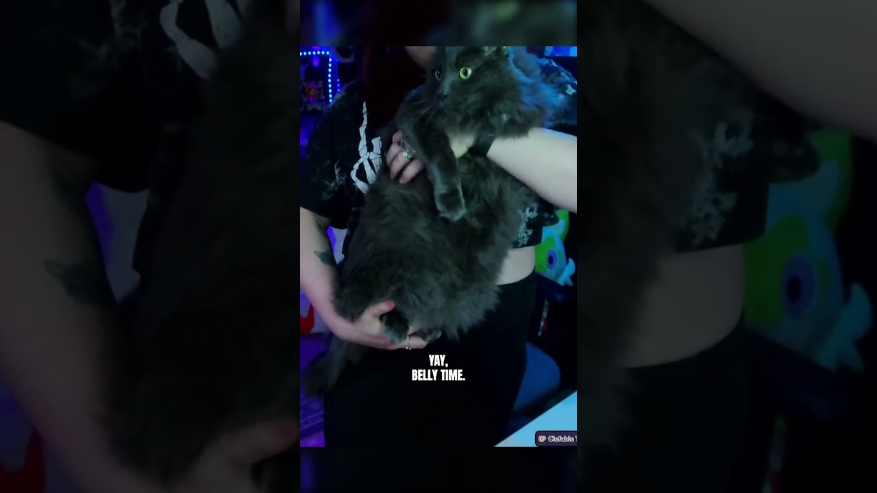 The Ultimate Cat Belly Time! #streamerpets
