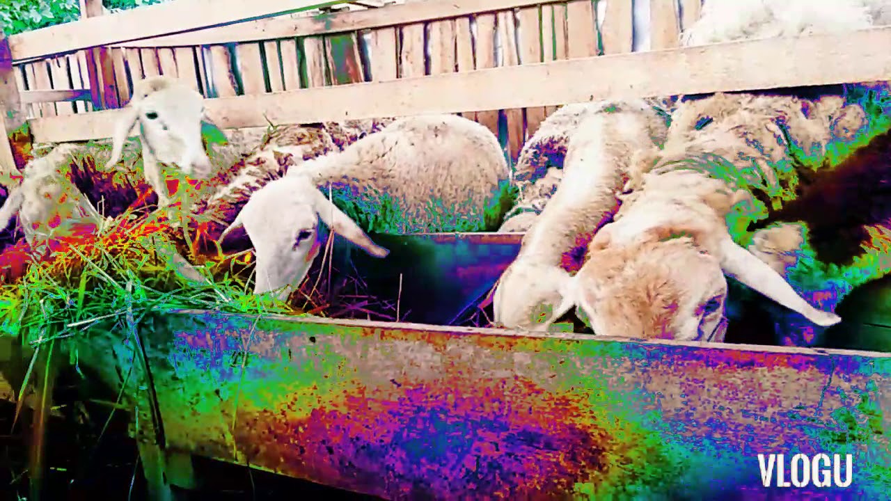 CARA BETERNAK DOMBA BAGI PEMULA 