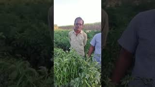 Viskagro Hybrid Chilli Agniparva