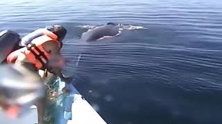 Копия видео "Они спасли умирающего кита. То, что он сделал в ответ, людям не забыть до конца жизни!"