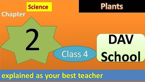 DAV class 4 science Chapter 2 Plants