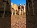 صار عادي الكل يظلم او يجور
