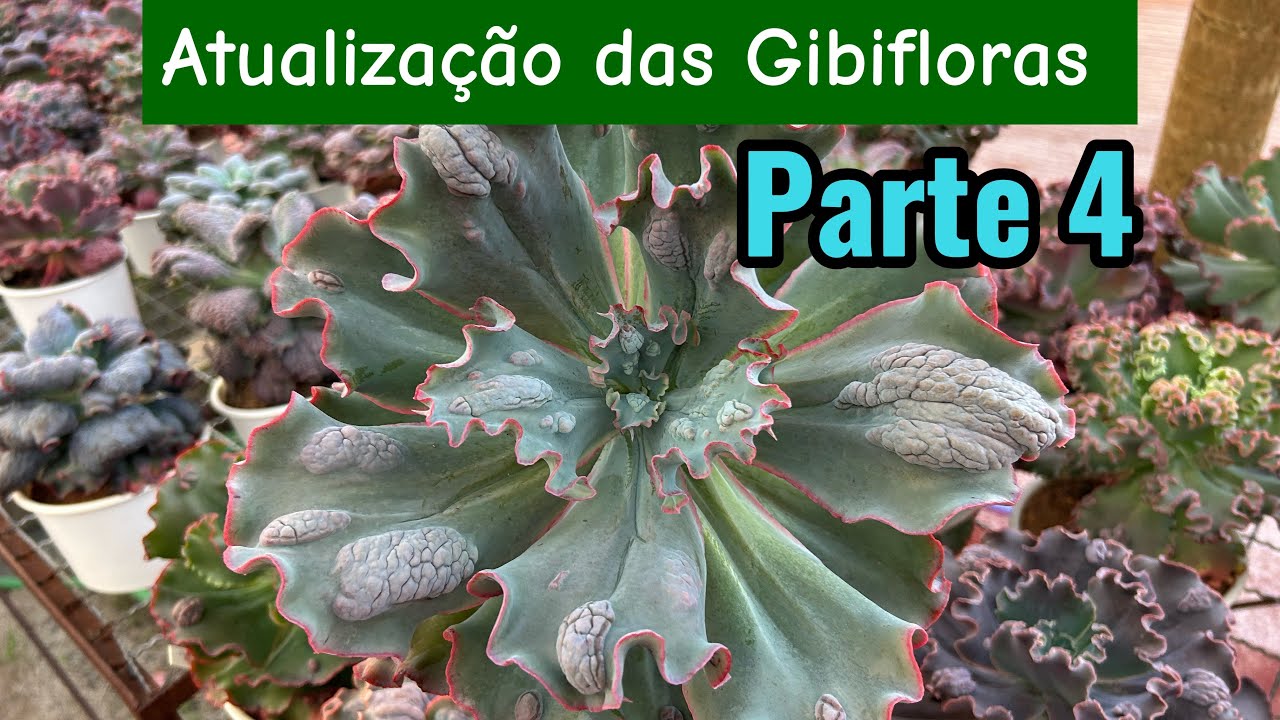 Atualização parte 4 ,matrizes das Gibifloras 