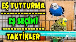 Muhabbet Kuşu Eş Tutturma , Takim Yapma , Eş Seçi̇mi̇ ? Takti̇kler