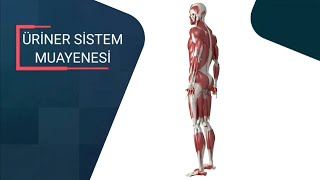 Üriner Sistem Muayenesi 1/2