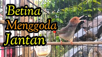 PRENJAK BETINA GACOR MENGGODA JANTAN, SANGAT COCOK BUAT MASTERAN ATAUPUN PANCINGAN.