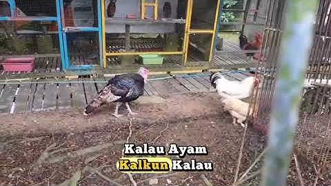 Tugas Vlog Informatika Kelompok Novi Kelas 9-2