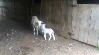 New St. Croix Lambs - 13Jun15