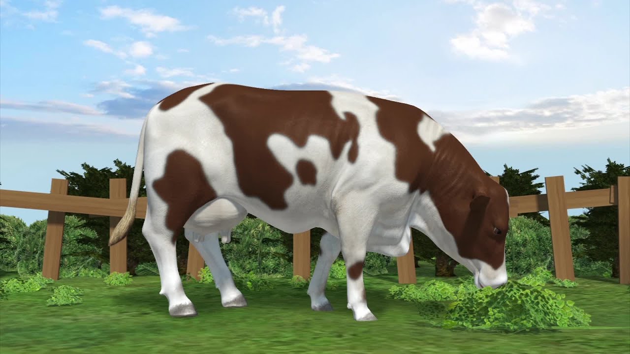 Cattle methane emissions higher than previously thought