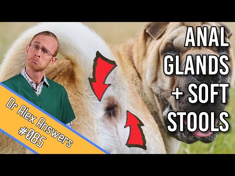 Stop Your Dog Scooting! Dog Anal Glands + Soft Stools