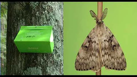 Invasive Species in Iowa: An Update with Iowa DNR Webinar