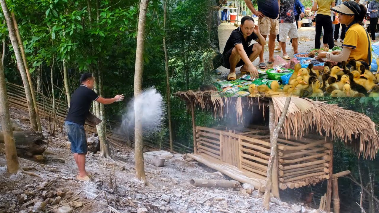 Daily Farm Life with Duong: Sprinkle Lime on the Barn & Grow Sweet Potatoes Easily