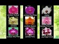 Сорта названия орхидей фаленопсис ❀ Phalaenopsis orchid varieties