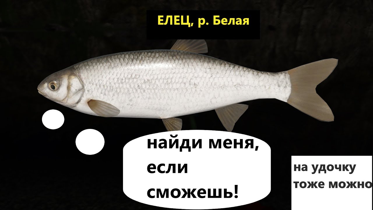 хантер 600 05 рр4. троф елец рр4. елец на вьюнке. елец рр4. елец на вьюнке.