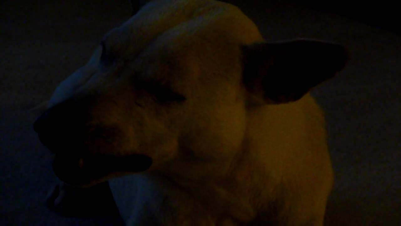 Coco Chewing beef　hide