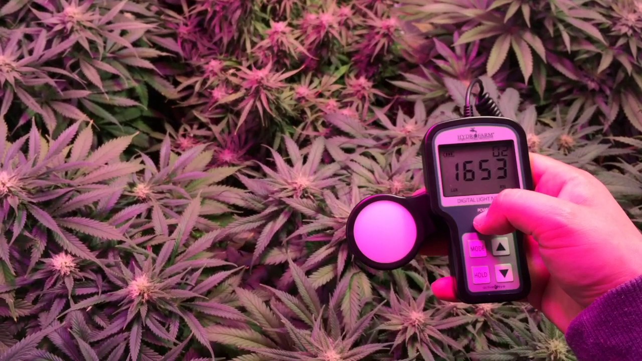 LED and Ceramic Metal Halide Mixed Lighting in Flowering Tent