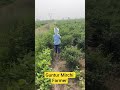 Little Farmer Growing Mirchi. #Guntur Mirchi Farmer Kid. #Guntur Mirchi