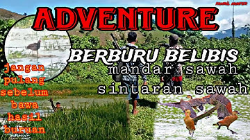 BERPETUALANG BERBURU BELIBIS SAMA SINTARAN DAN MANDAR SAWAH //HUNTING BARENG 🔴