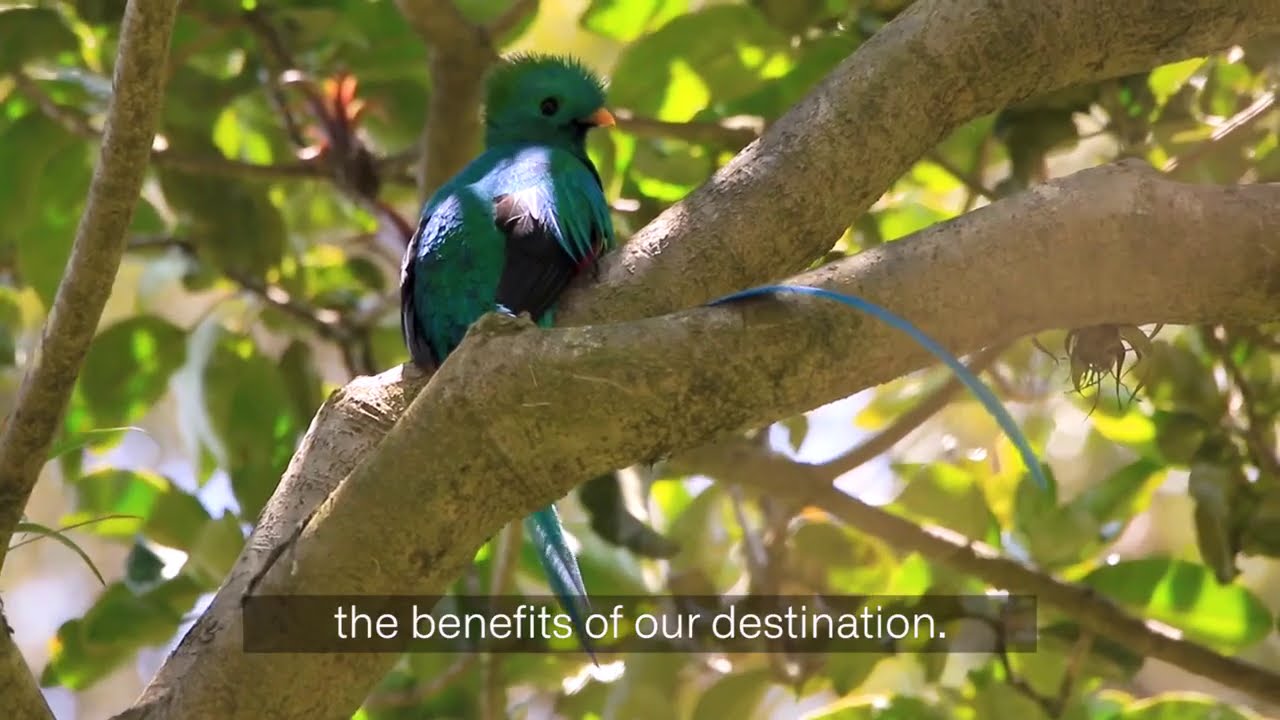 Birding Turrialba - Costa Rica