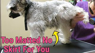 How To Groom Schnauzer When Matted