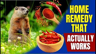 Stop Woodchucks From Destroying Your Garden – 5 Proven Methods