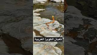 ثعبان الكوبرا العربية | Arabian cobra snake