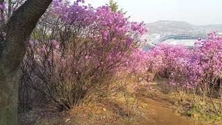 1080412富川市遠美山的杜鵑花(2)