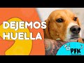 ABANDONO ANIMAL | PETS FAMILY KIDS