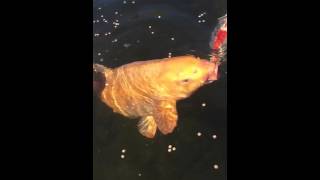 Nishikigoi Pond 2016