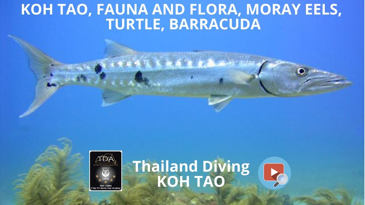 Koh tao, fauna and flora, moray eels, turtle, barracuda with diving