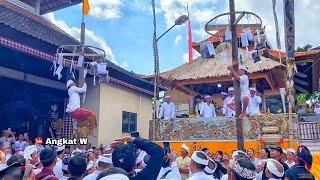 Antusias Krama,Prosesi Nuwek Bagia, Metetingkeb, Pedanan & Nyineb, Karya Agung Jagat Tanggahan Peken