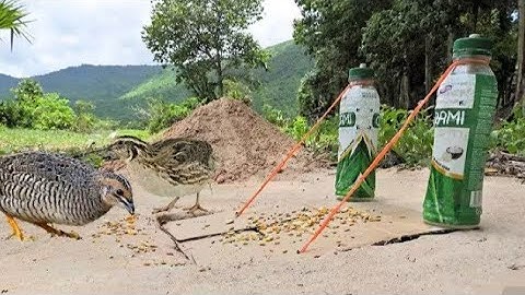 Creative Underground Quail Bird Trap Using Cardboard Box And Bottle | bird Trap | Easy bird trap