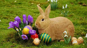 ¿Cómo nació el Conejo de Pascua?