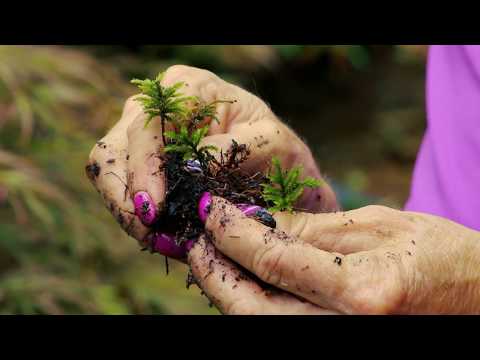 Video: DIY Moss Gardening Planting Methods with Mossin' Annie