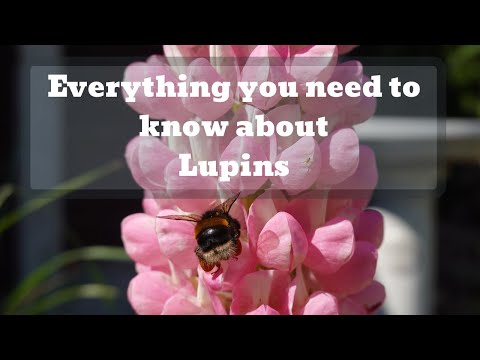 All you need to know about Lupins! - Detailed guide on care & pruning. Gardening with Doug (EP1)