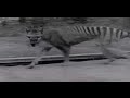 The death of the last remaining Thylacine