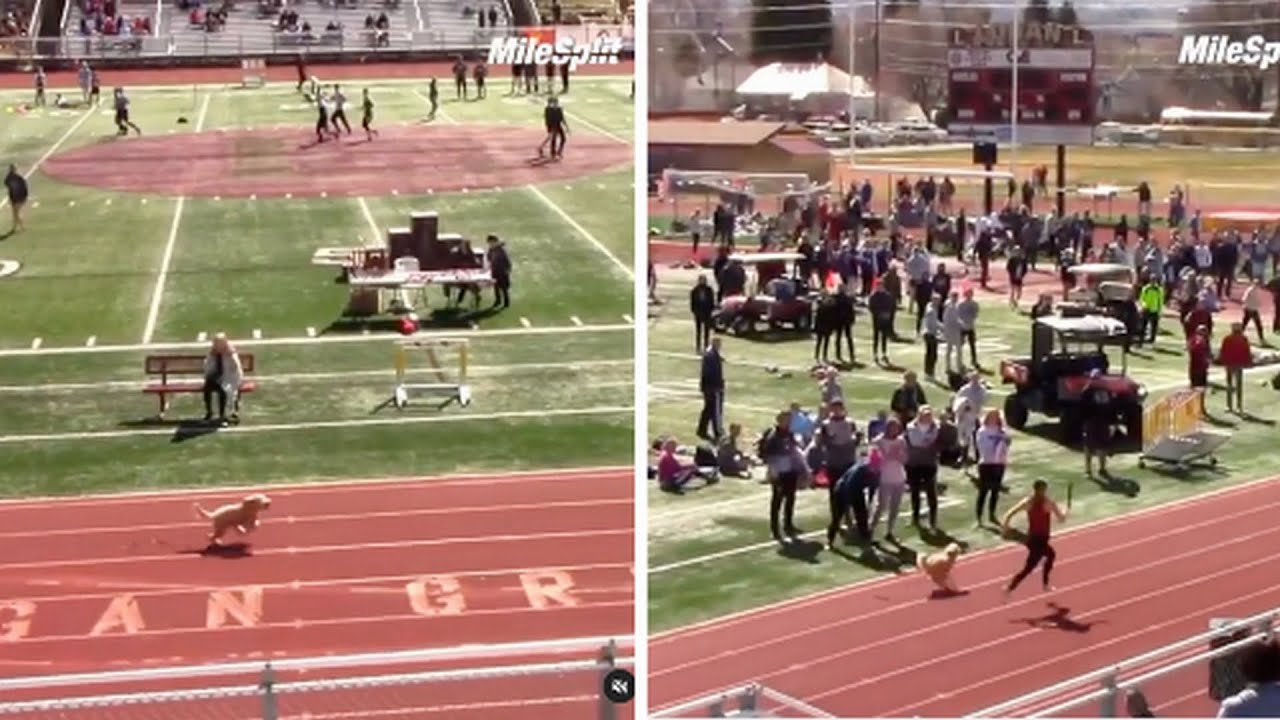 Dog Crashes Utah Track Meet And Chases Down Sprinter To Win Race As