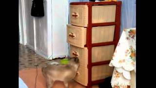 Curiosity and Perseverance / Любопытство до добра не доведет. Curiosity and Perseverance / Любопытство до добра не доведет.
