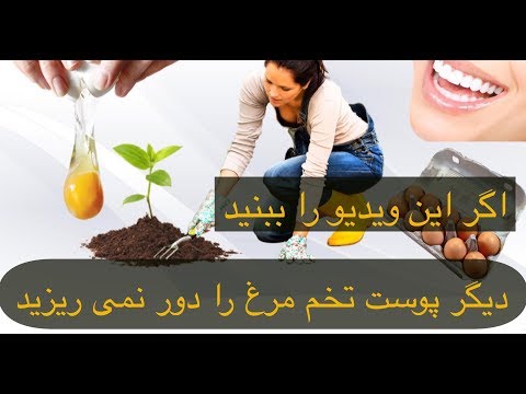 تصویری: زیر پوسته تخم مرغ برنج