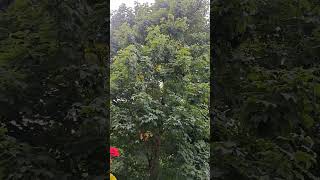 песня 851 Взирайте люди на слово Божье
