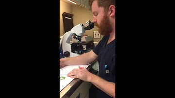 Blood Film, WBC Differential, RBC Morphology, Platelet Estimation