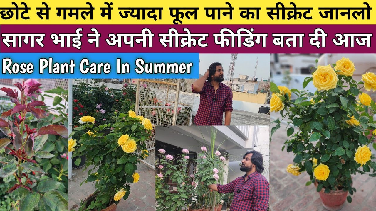 छोटे से गमले में गुलाब पर ज्यादा फूल पाने का सीक्रेट!! जाने सागर भाई से👏Rose Plant Care In Summer👏