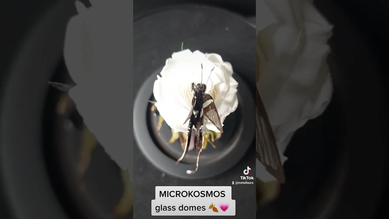 Lamproptera meges dragontail, real butterfly with transparent wings on a stabilized white rose