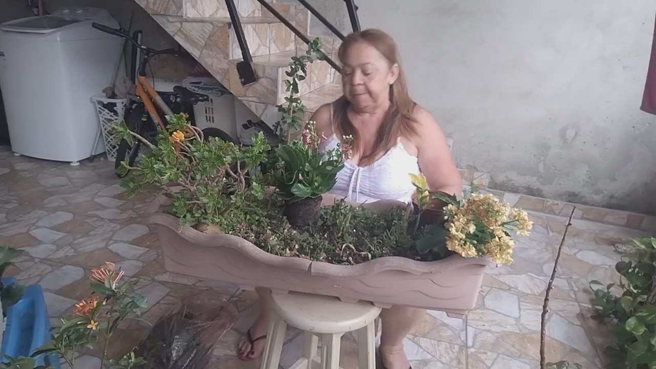 Fazendo a poda da kalanchoee antes do replante 