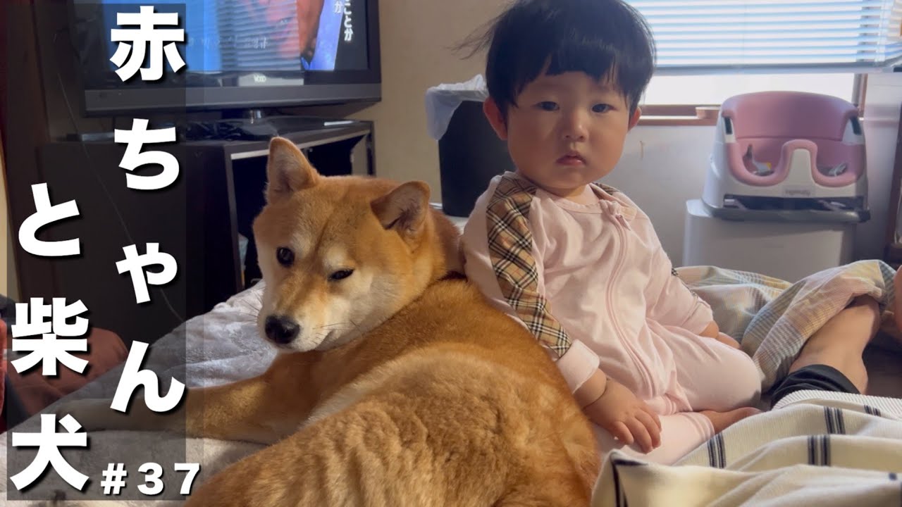 Banbi⭐️ページ ★馬に変身赤柴ちゃん The sight of a baby dog loving a Shiba Inu that I've always wanted