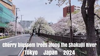 4 7 24 Cherry blossom trees along the Shakujii River Tokyo Japan 2024