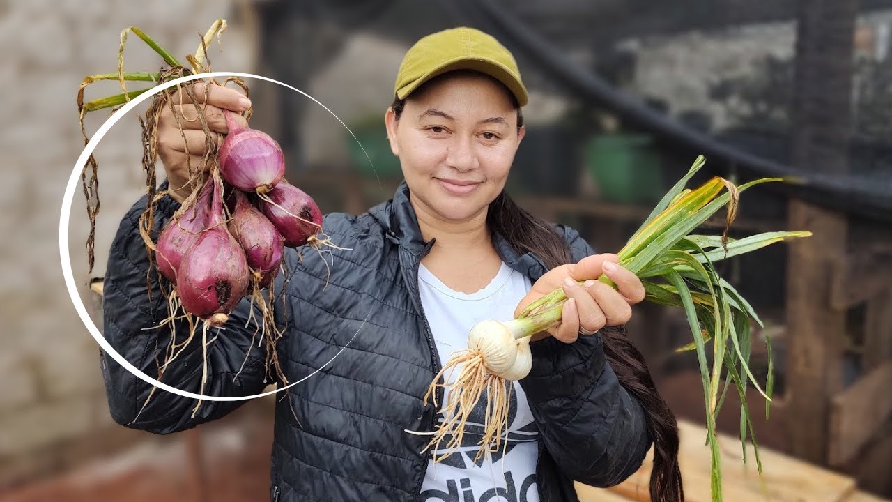 COMO PLANTAR CEBOLA ROXA DE CABEÇA - VIDA VERDE SISTEMAS SUSTENTÁVEIS