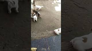 Jack Russell Terrier Puppies For Salecontact 9566097606